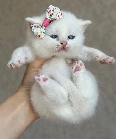 ördək balası haqqında məlumat: Britan — 3