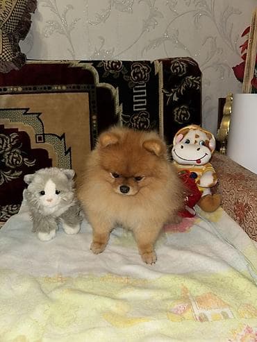 pomeran şpic: Şpitz, 3 il, Erkek, Cütləşmə üçün — 6