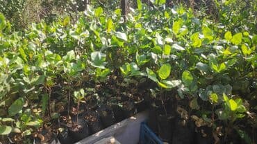 ördək əti qiyməti: Püstə tingləri
1- illikdir
Boyları 20-50sm

Ünvan: Ağstafa — 2