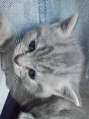 pişik cutləşdirilir: Şotland, Ünvandan götürmə — 3