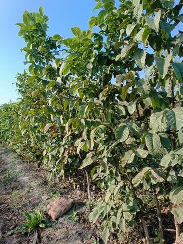 meyvə ağacı: Her sor tinglermiz movcuddur yerli və xarici sortlar var sortlara — 7