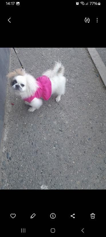 bakida it barinagi: Pekines, 10 ay, Dişi, Peyvəndli — 2