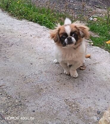 it oyuncaq: Pekines — 1