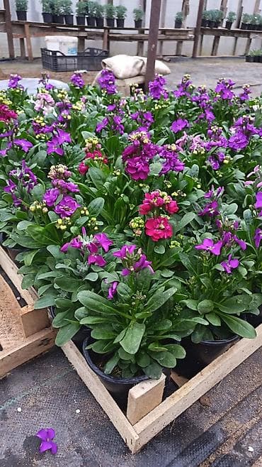 dekarativ aqaclar: Məhsul: İstixanada yetişdirilən dekorativ çiçəkli saksı bitkiləri — 4