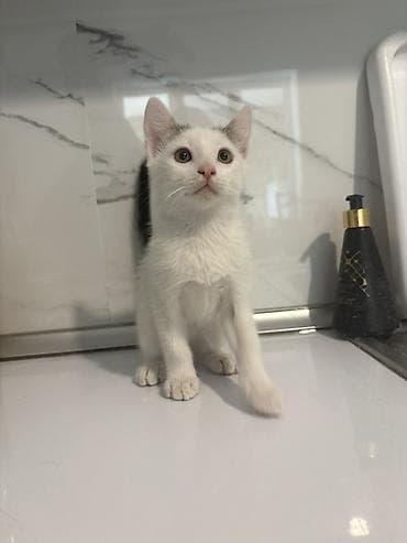 pişik satilir: Yaxşı əllərə, Ünvandan götürmə — 7