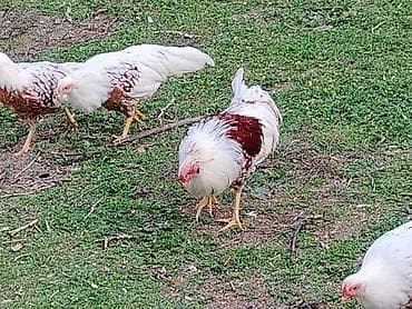 cins qaz: Toyuqlar — 6