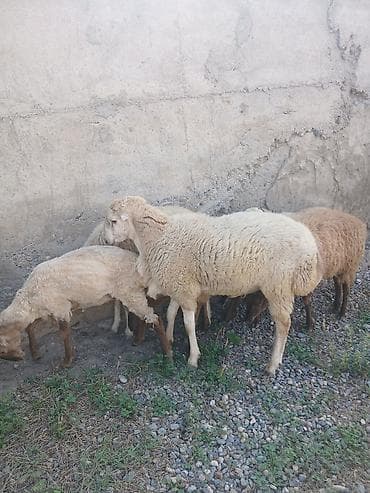 kreditle heyvan satisi: QoçLuq erkəy satıLır ciddi aLan narahat etsin — 1