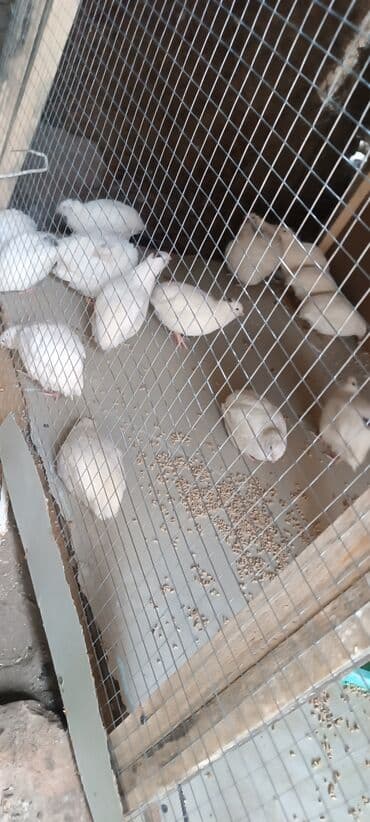 xoruzun nece rengi var: Salam aleykum Allah herkesin heyvanina bərəkət versin inşallah . Texas — 2