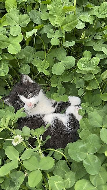 ev sicani: 🐾 Salam dostlar! Balaca, şirin pişik balalarını pulsuz olaraq — 6