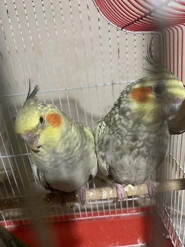 itlerde gene: Salam. Fere xoruz birde 2 bala. Balalar 1 aylıqdı. Yeme düşübler. 100 — 5