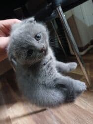 tuklu pişiklər: Şotland, Erkək — 5