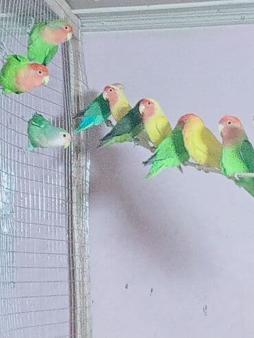 неразлучник: Bala veren cütler.Yuvaas bala al Tam sağlam quşlardı.Üiymət cütünə — 5