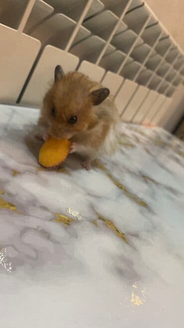 xamyak adlari: Xamyak hemster 3 eded her biseyile birlikde — 3