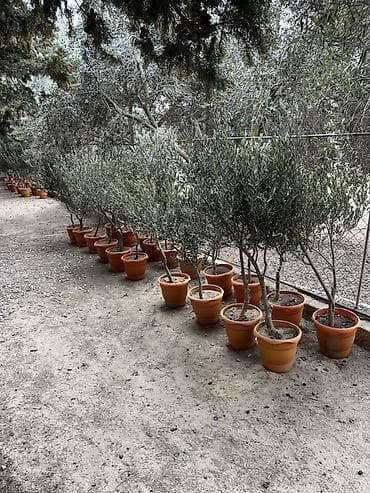 Zeytun ağacları – saksıda - Növ: Olea europaea (zeytun) - Əkin