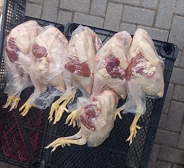 Kənd cücəsi topdan və pərakəndə satışı mövcuddur