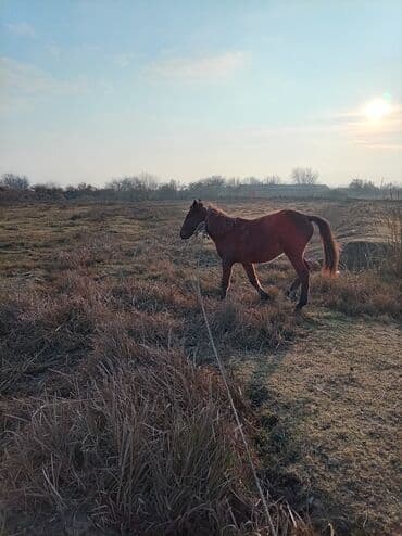Gəmiricilər: Erkək, il: 2, Ünvandan götürmə — 10