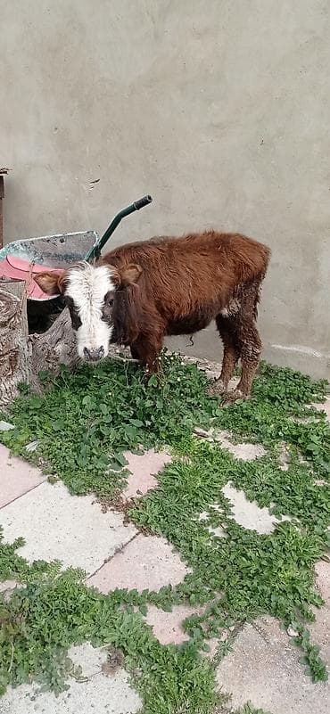 Satılır: balaca dana - Cins: qarışıq (qəhvəyi bədən, ağ-al rəngli