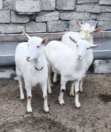 cins qaz: Təmiz orginal Sani keçiləri satıram 1 erkəyi 10 aylığ 2 dənə birinci — 5
