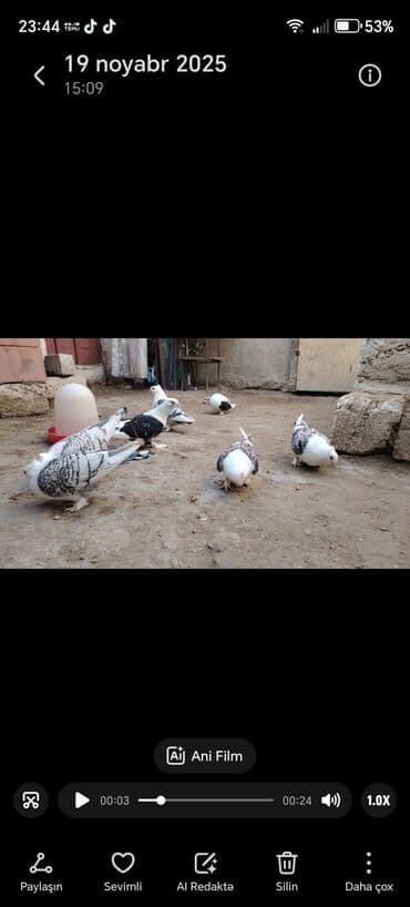 Quşlar: Növ: Bəzək göyərçinləri (qısa pəncəli, ağ əsas rəngdə, qanad və — 2