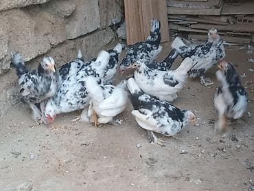 pisik evi satilir: Yaponka cuceleri var satiwda3. 4 gunlukduler yumurta wekeryemle — 9