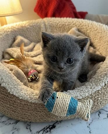 Pişiklər: Pişiklər üçün mavi detallarla təchiz olunmuş çoxfunksiyalı oyun — 7