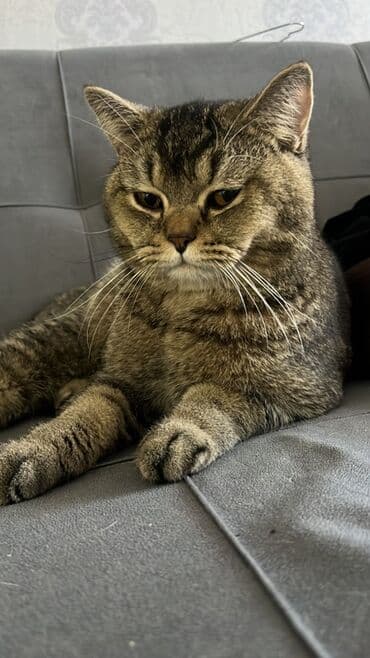 Lincoln: Британская, Самец, Для вязки, Самовывоз, Платная доставка — 1