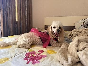 Toy pudel dişi 10 ay !! Sekilde boyuk görunur xirdadi !!! Esyali — 2