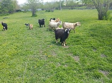 zaqatalada keci satilir: Salam Gördüyünüz xırda buynuz heyvanlar Satılır ümumilikdə 17 Ana 17 — 1