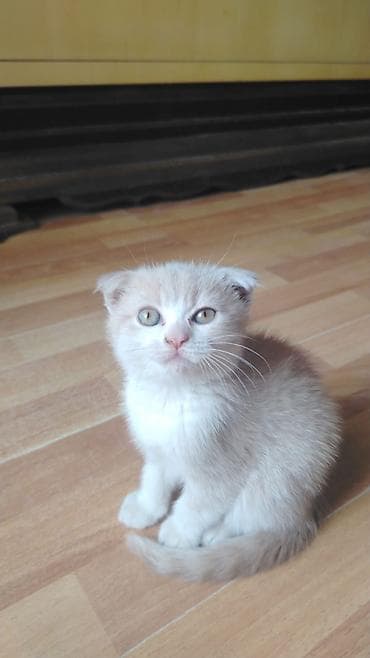 Şirin balaca pişik balası - Cins: Qıvrıqqulaq tipli (Scottish Fold