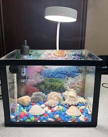 akvarium az: Mini akvarium seti - Şüşə akvarium – təxminən kvadrat forma, kompakt — 1