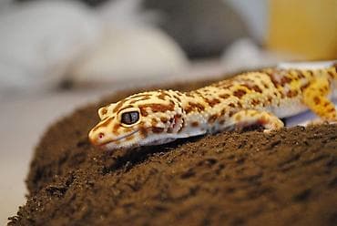 Digər heyvanlar: Bearded dragon ( aqama ) ve gecko ( eublefar ) kertenkele balalari — 1