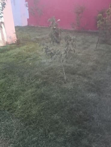 bakida toxum satisi: Abadliq isleri qazon torf agaclar gul cicey bağlarda umumi abadliq — 3
