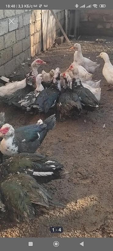 Erkək, | Lal ördək, Ətlik