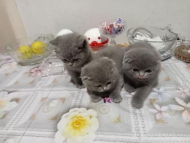 Boz rəngli balaca pişiklər - Cins: Şotland qıvrımqulaq (Scottish