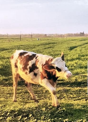 Satışda: alacalı (ağ-qəhvəyi) rəngli dana/inek. 1 il yarimliq hundur