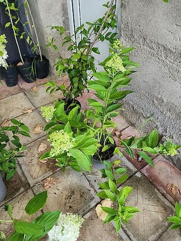çöl sarmaşığı: Ağ çiçəkləri olan panikulyar hortensiya (Hydrangea paniculata) – — 5