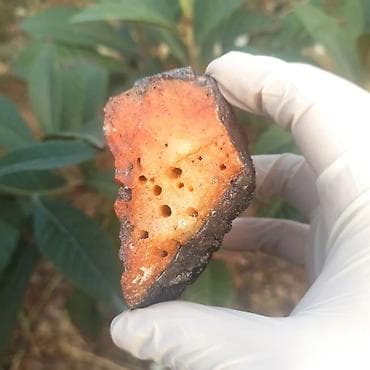 neftci forma: Nadir Təbii Vulkanik Daş Satılır 🔥 Dekorasiya və Kolleksiya üçün 💎 — 2