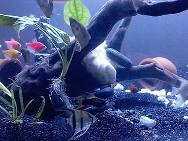 teze bazar akvarium: Dördbucaq akvarium, Balıqlarla birlikdə, 300 l — 2