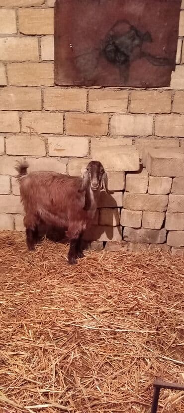 Dişi, Hələb, il: 1, Damazlıq, Ünvandan götürmə