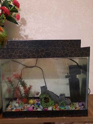 akvarium filterleri: Akvaryum dəsti Fos forlu beta balıqı da var ümümi 4 Balıqdı - Şüşə — 1