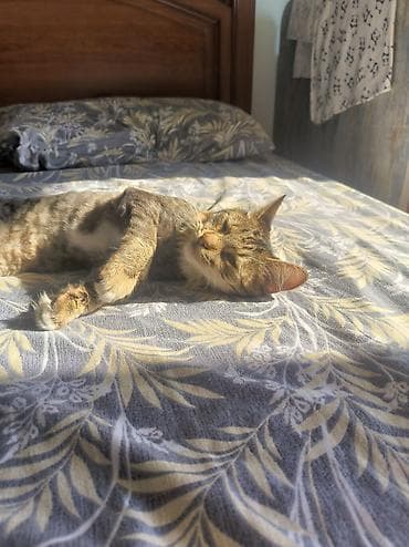 pișik: Tabbi, Dişi, Yaxşı əllərə, Ünvandan götürmə — 2