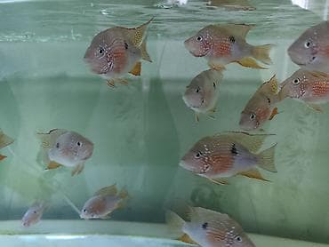 Eliot balığı, Yırtıcı, Ünvandan götürmə, Ödənişli çatdırılma