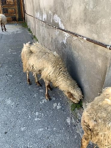 Dovşanlar: Boğaz Qoyunlar satılır 4 dənə bala ələ dəyir — 3