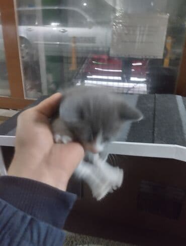 ağ pişiy: Erkək, Dişi, Yaxşı əllərə, Ünvandan götürmə — 3