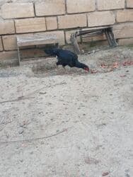 quş qefesleri: Cins: Uzunboyun yerli döyüş tipli toyuq-quş (xanxır/mix) Təsvir: - — 10