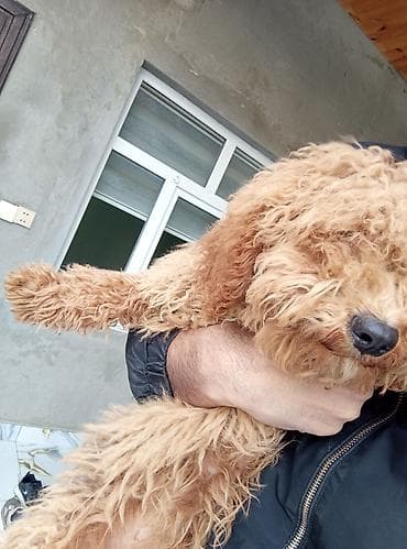 Pudel, 7 ay, Dişi, Peyvəndli, Ünvandan götürmə — 2