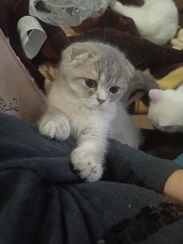 pişik cutleşdirme: Şotland yastı qulaq — 1