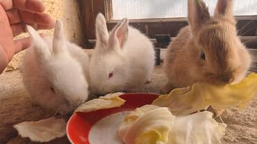 spits itleri qiymeti: 3 ededi 1 ededi 5manat nardaran kendindedi — 1