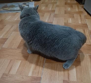 böyüməyən pişiklər: Britan — 3