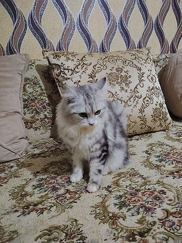 scotland pisikler: Tabbi — 6